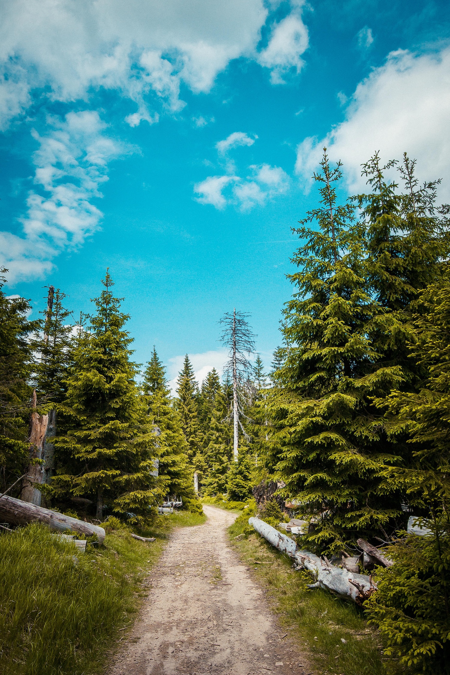 Bäume und ein Weg im Harz.